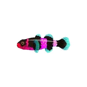 Charm Bubmblebee Goby